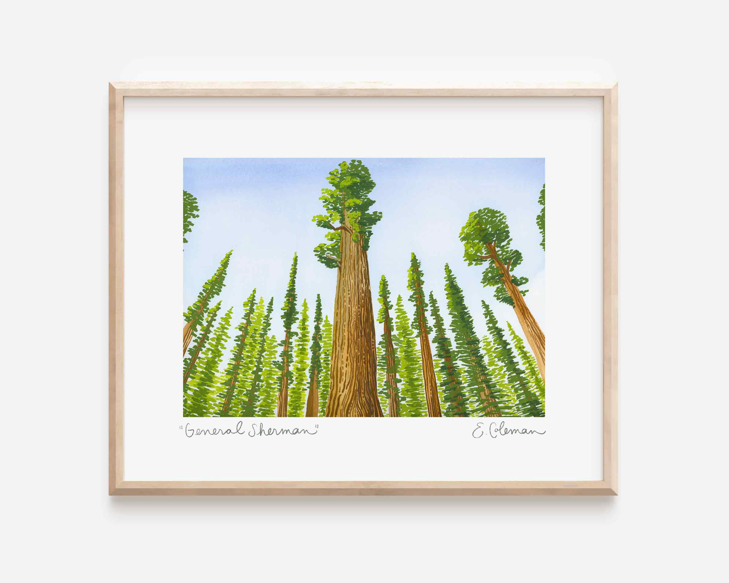 General Sherman Giant Sequoia Print