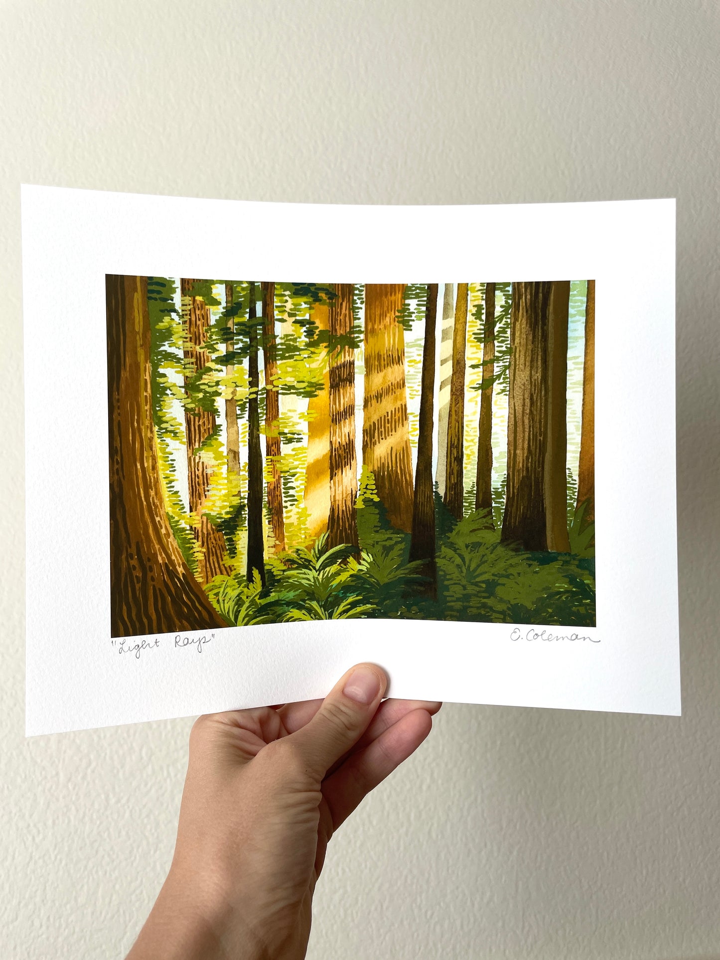 Light Rays in the Redwoods Print