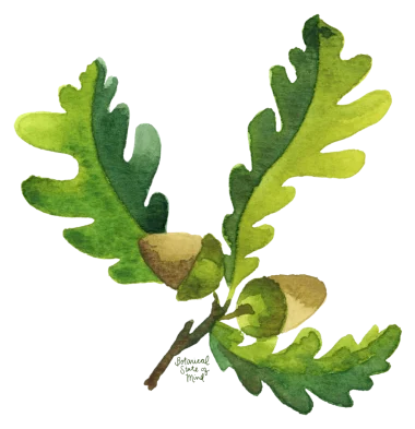 Oak Leaf and Acorn Sticker
