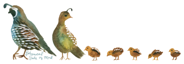 Quail Family Sticker